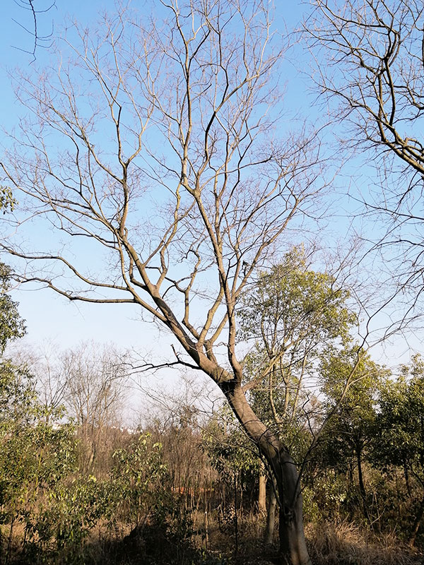 造型樸樹
